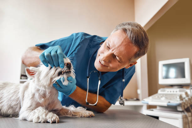 Best Same-Day Emergency Dental Services in Vandalia, IL